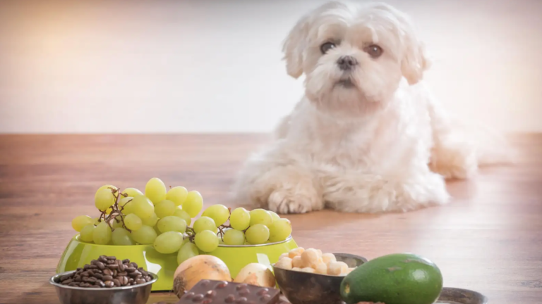 10 toxic foods that your dog should beware of