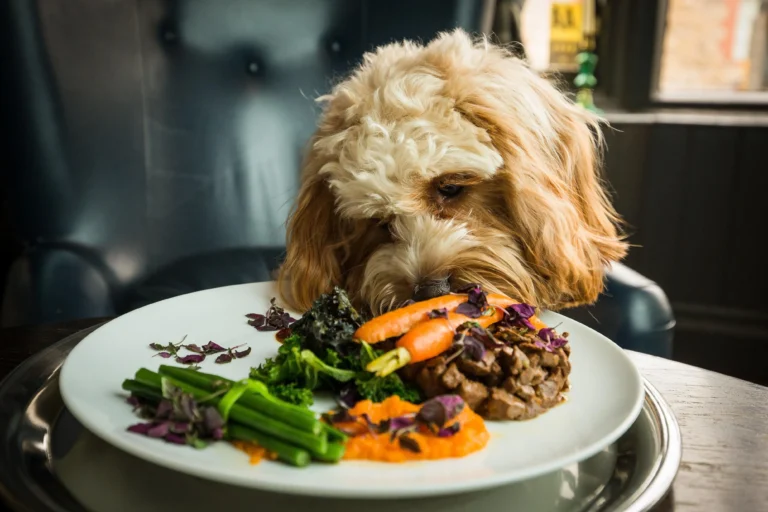 Delicious recipes for pretentious dogs