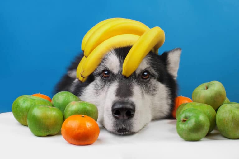 Vegetables and fruits for dogs