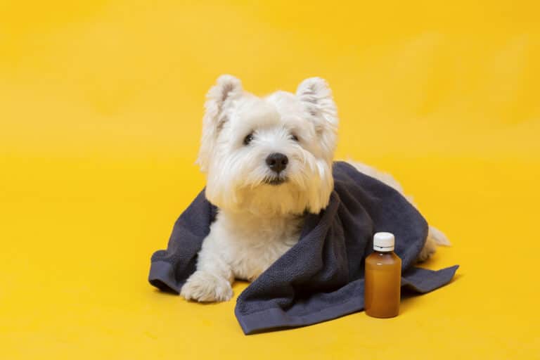 Natural remedies for dogs