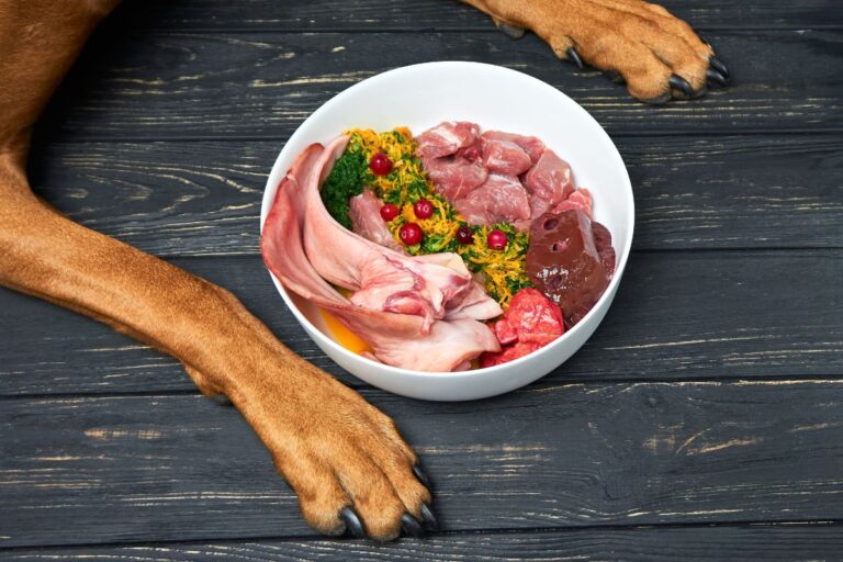 Raw meat for dogs - benefits and risks