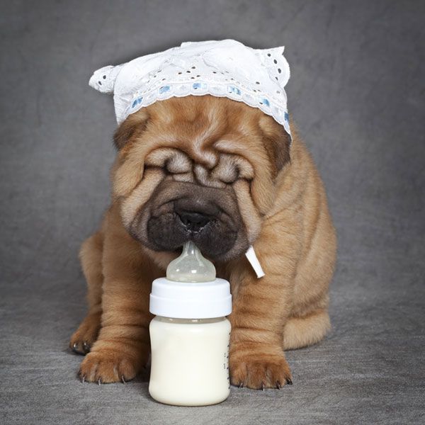 Is milk good for dogs