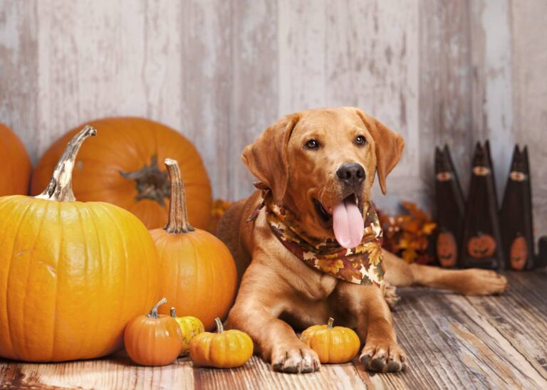 Is pumpkin good for dogs?