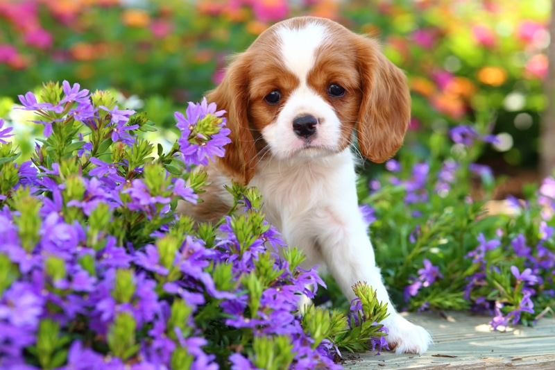 Plants harmful to dogs - DogBitters