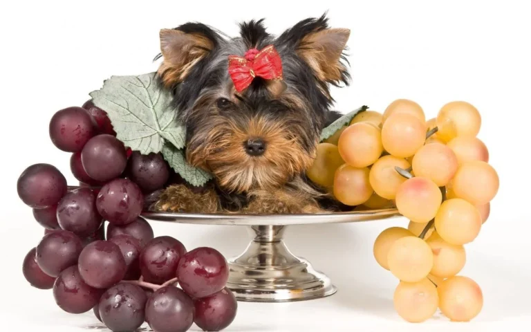 Poisoning with grapes and raisins in puppies