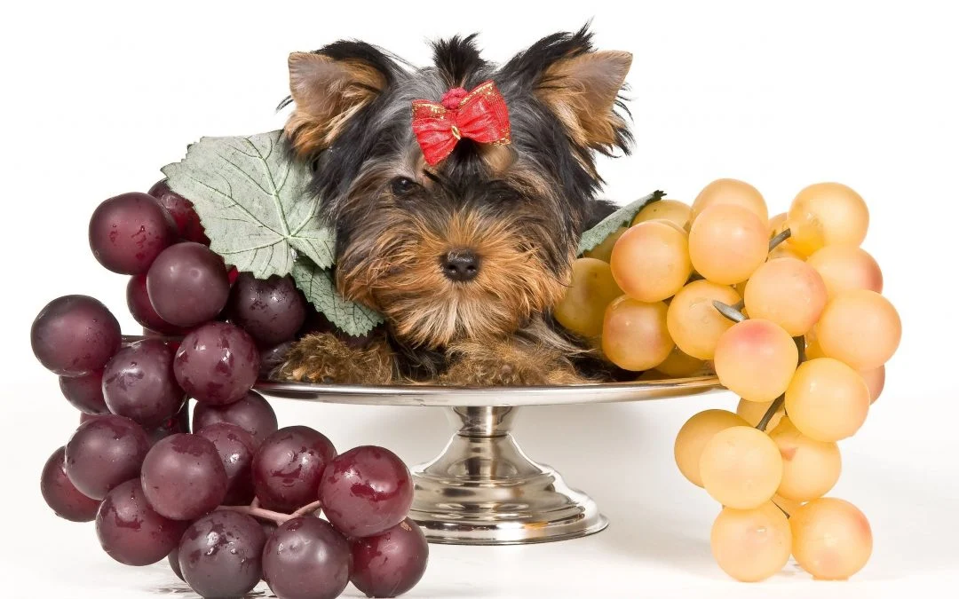 Poisoning with grapes and raisins in puppies DogBitters