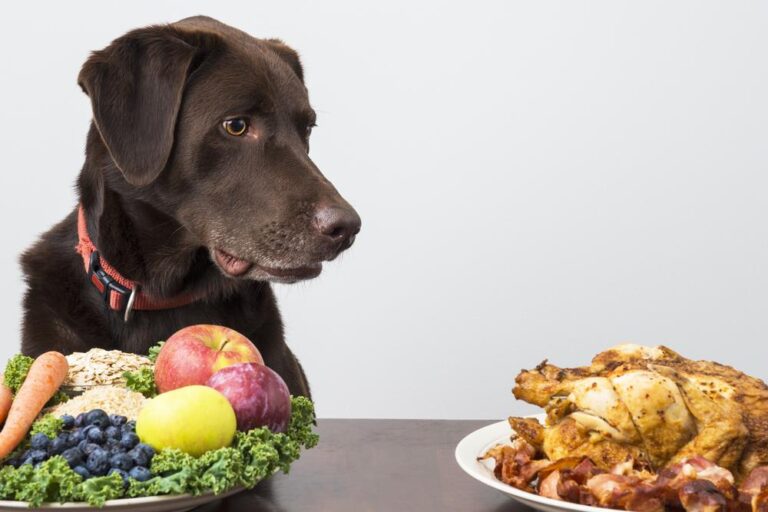 Proper nutrition of the adult dog