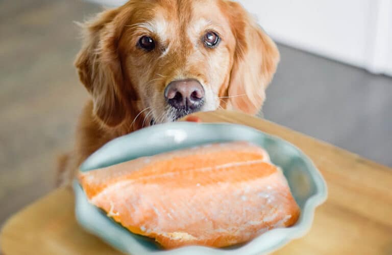 Salmon recipe for dogs