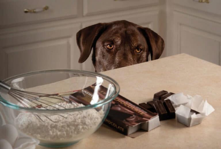 Is chocolate toxic to dogs?