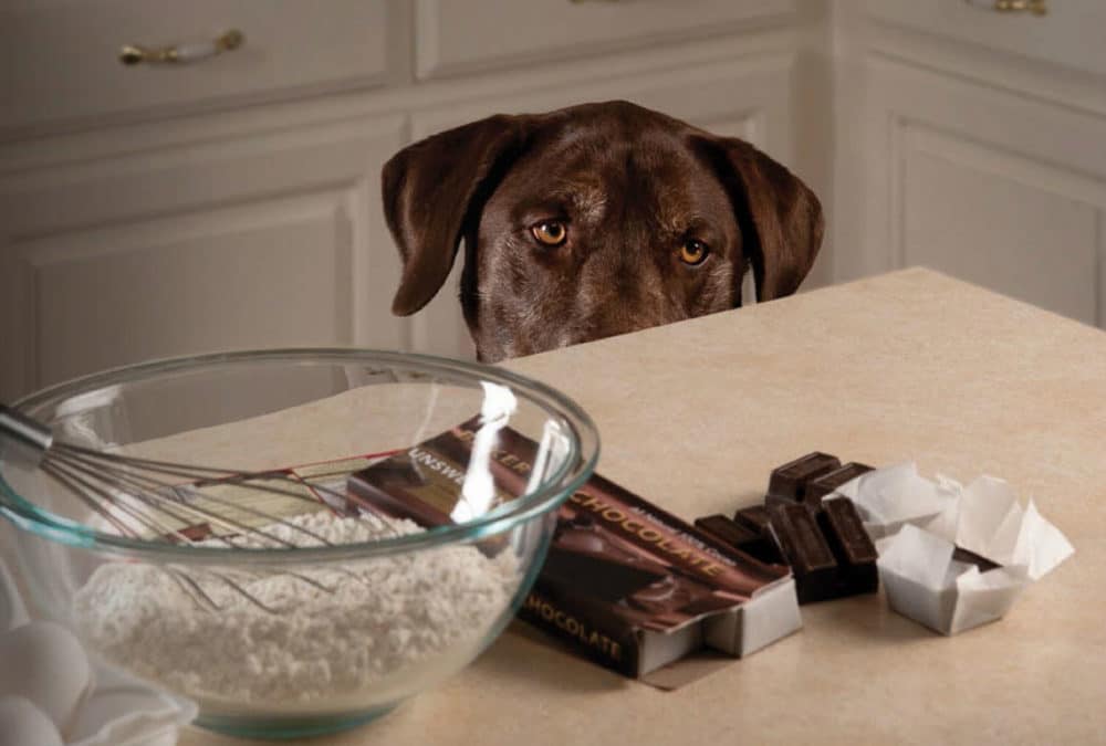 Is chocolate toxic to dogs? - DogBitters