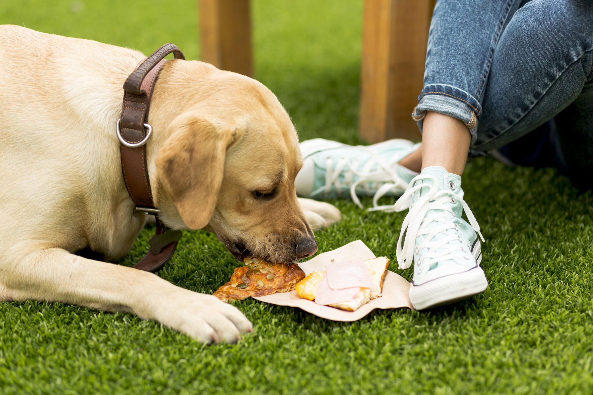 The Dangers of Overfeeding How to identify them DogBitters