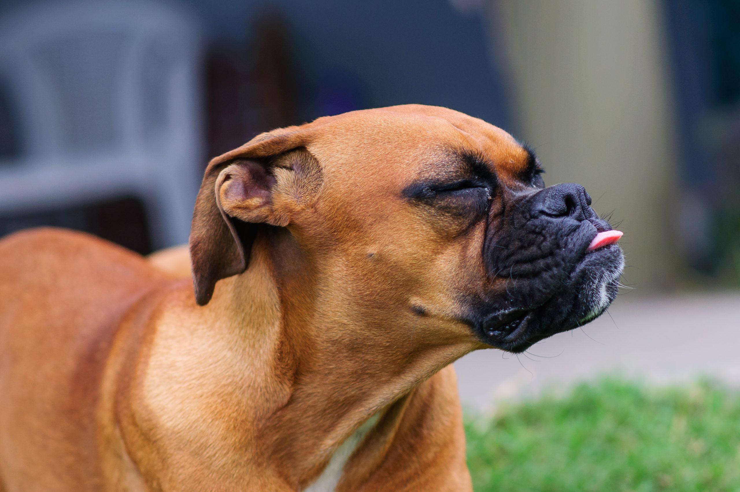 bad-breath-in-dogs-what-you-need-to-know-dogbitters