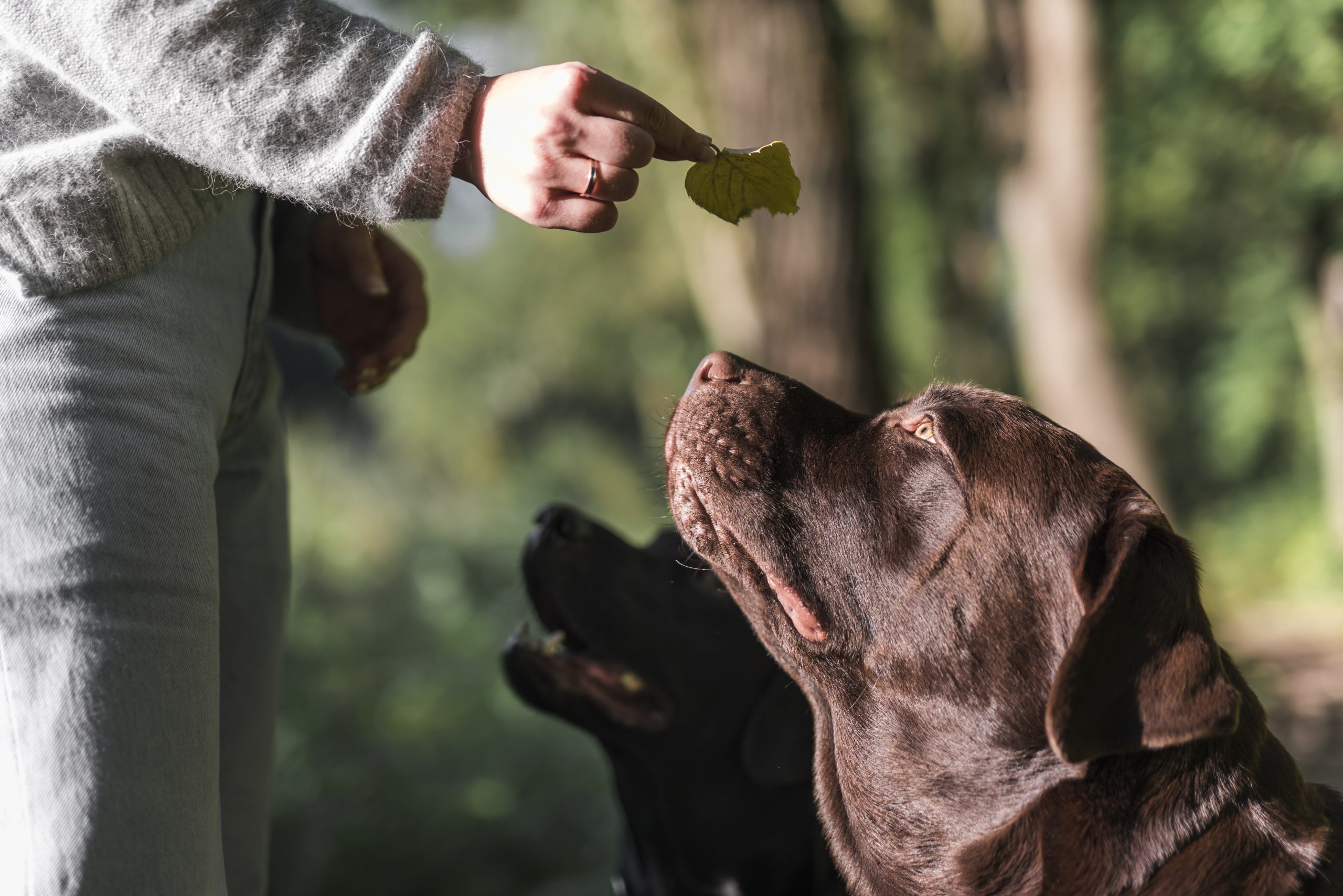 Important Nutrients In Food For Large Breed Dogs Allergy