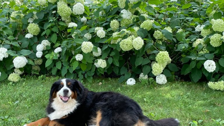 Are hydrangeas poisonous to dogs?