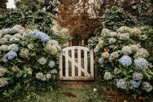 Are hydrangeas poisonous to dogs