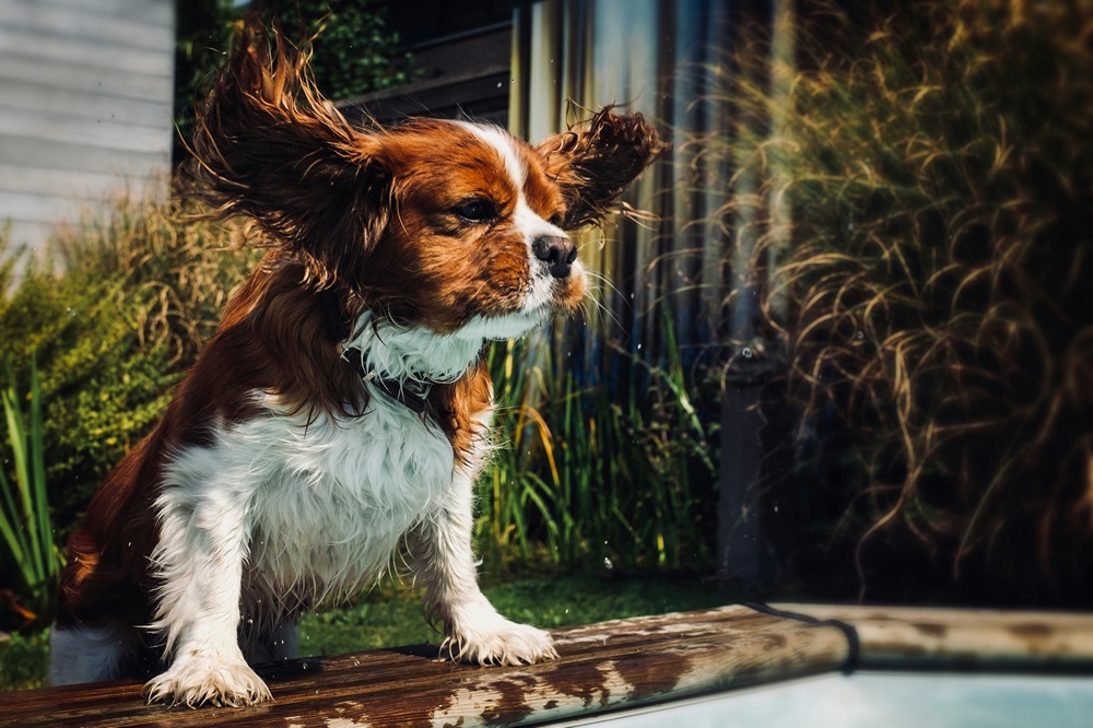 Cavalier King Charles Spaniel