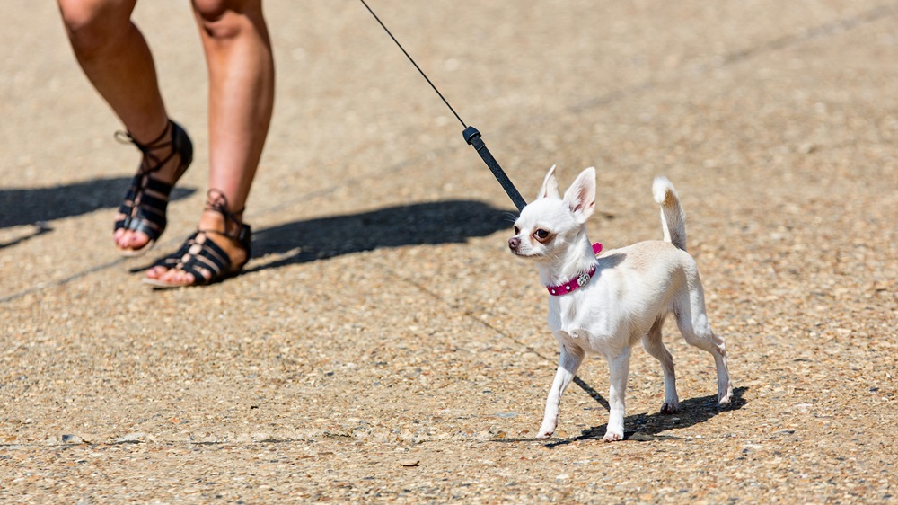 Chihuahuas