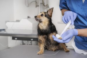 Dehydration in Dogs Symptoms and Causes