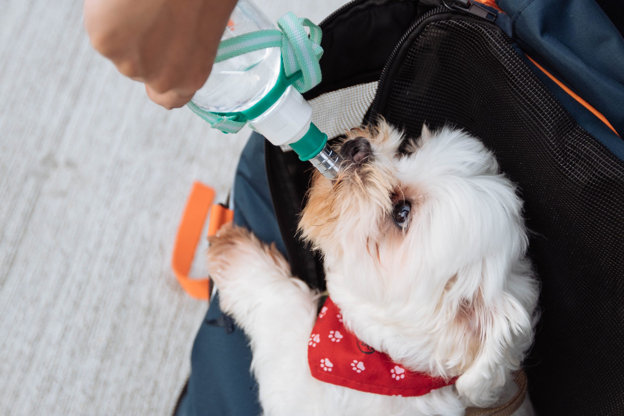 Dehydration in Dogs Symptoms and Causes DogBitters
