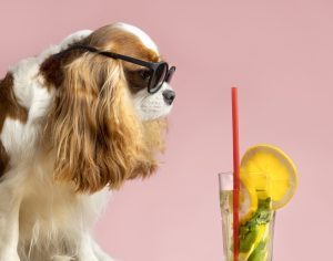 Dogs produce Vitamin C How