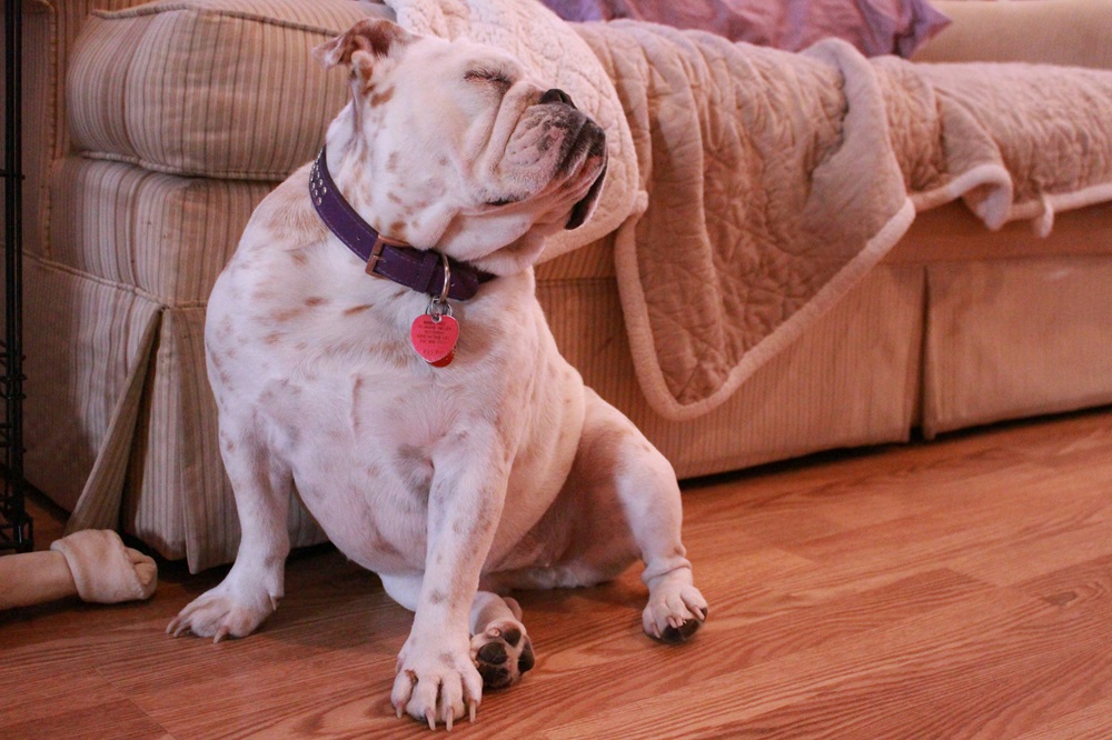 English Bulldog