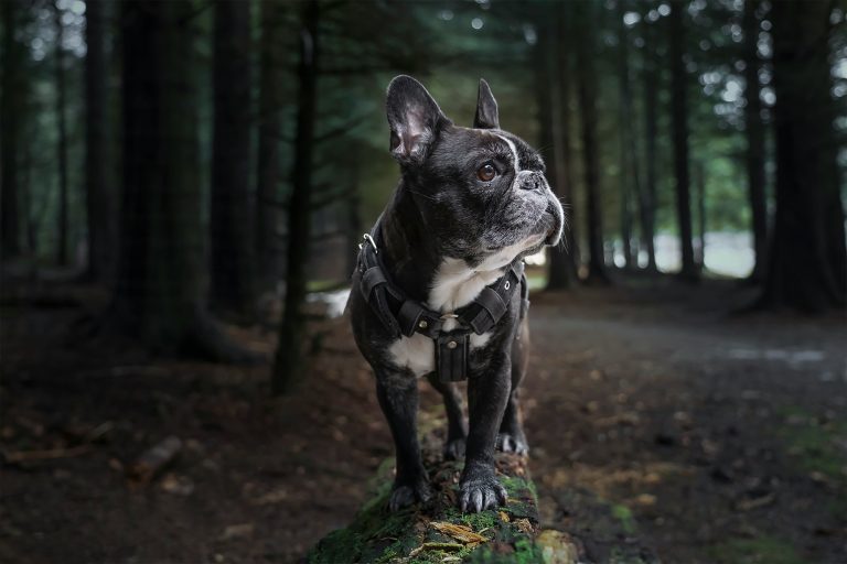 Feeding a French Bulldog Tips and Recommendations