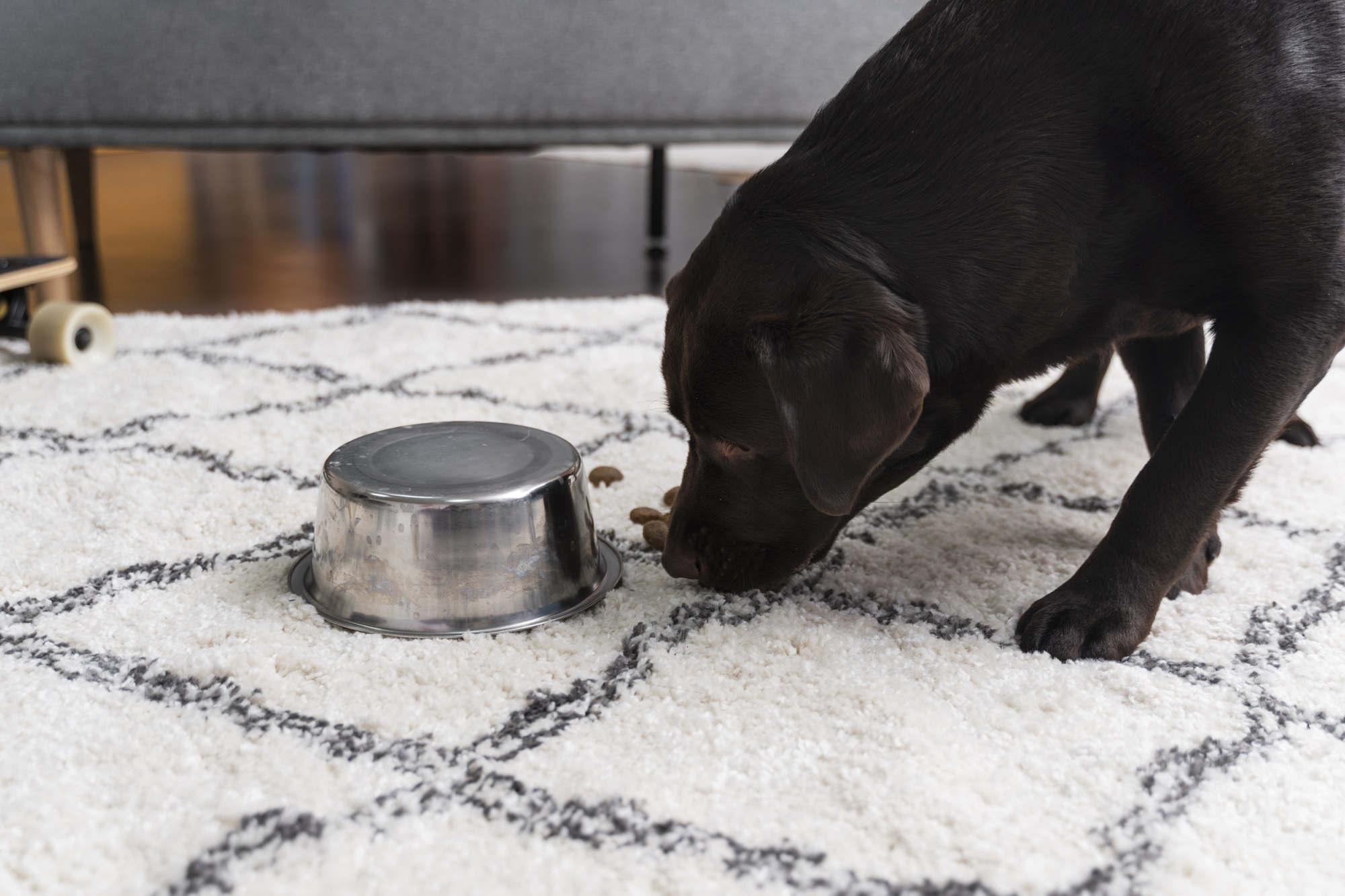 Hunger in Dogs 10 Warning Signs DogBitters
