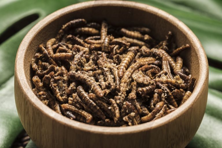 Insect based dog food The solution for allergies