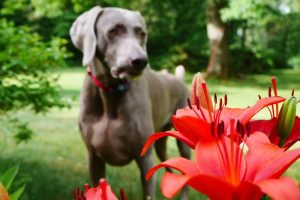 Lilies poisoning in dogs