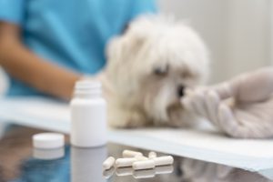 Probiotics in Dogs Do They Work