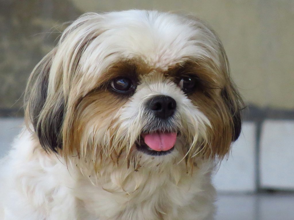 Shih Tzu