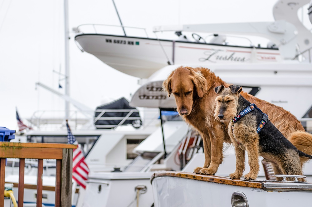 The Importance of Paying Attention to Signs of Hunger in Dogs