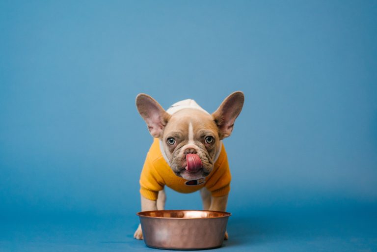 Soup for dogs: 5 simple recipes