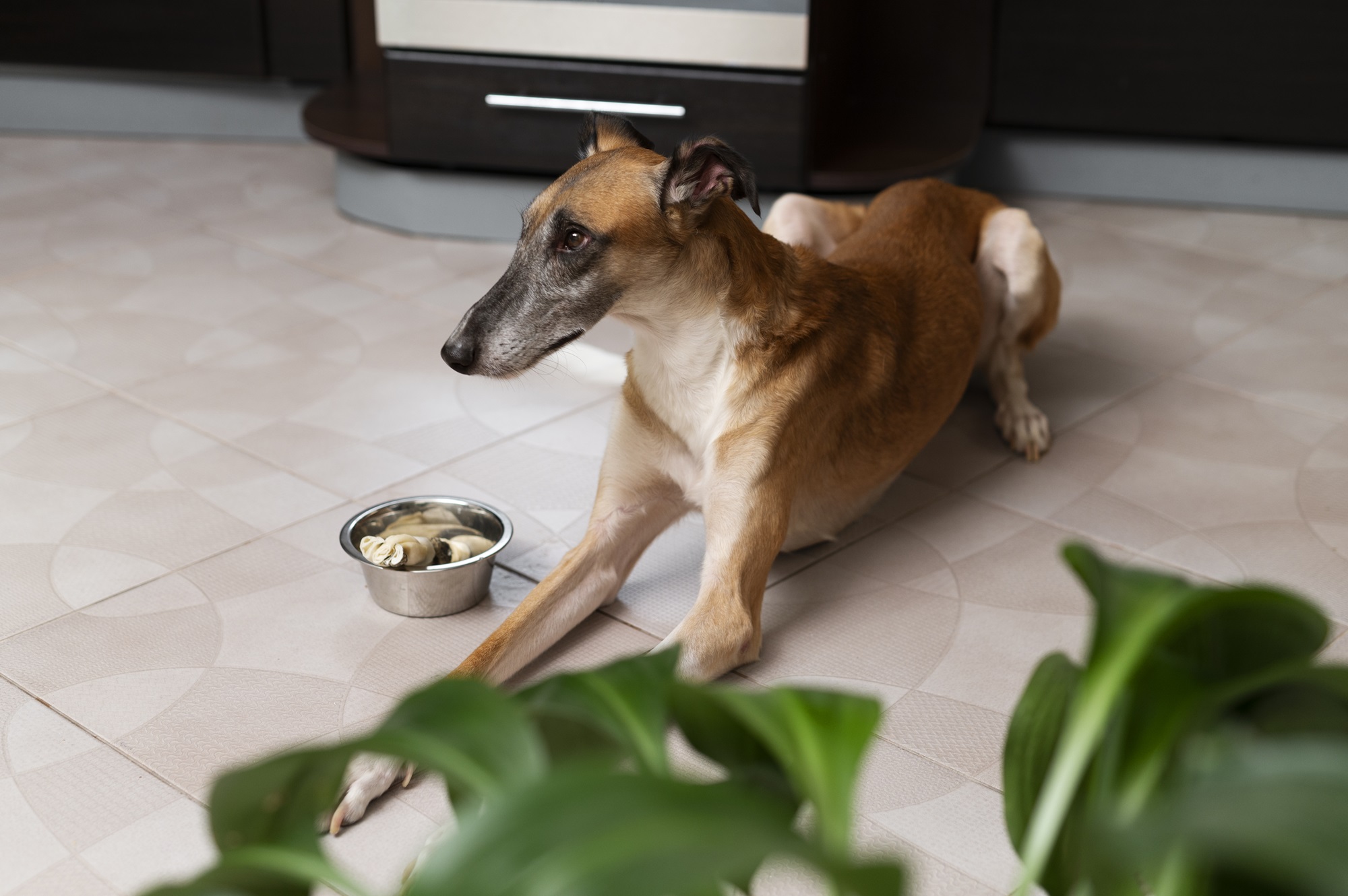 Dog Not Eating Why DogBitters