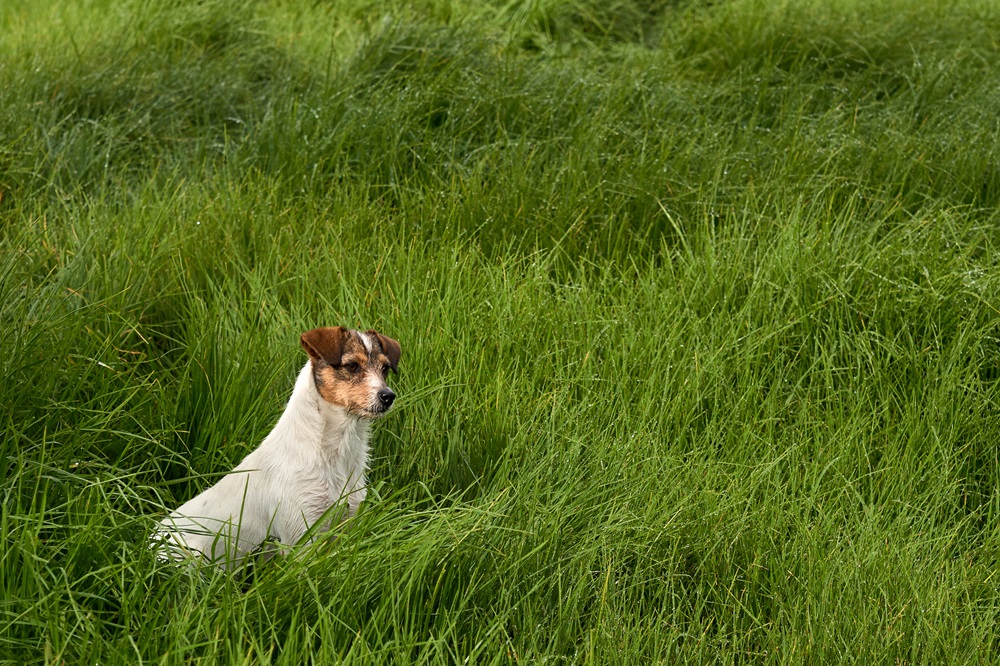 Is eating grass a cause for concern