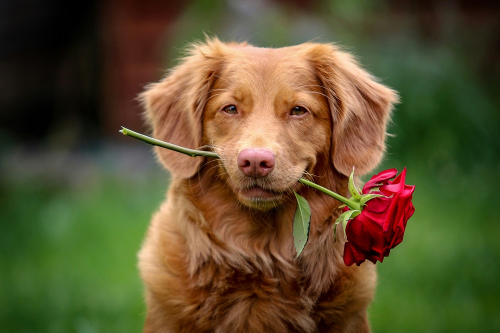 Is it safe for dogs to eat cheese