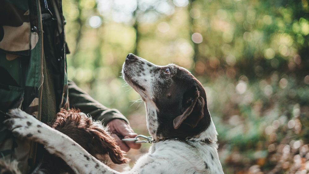 Myth 3 Feeding dogs poultry can make them develop hunting instincts