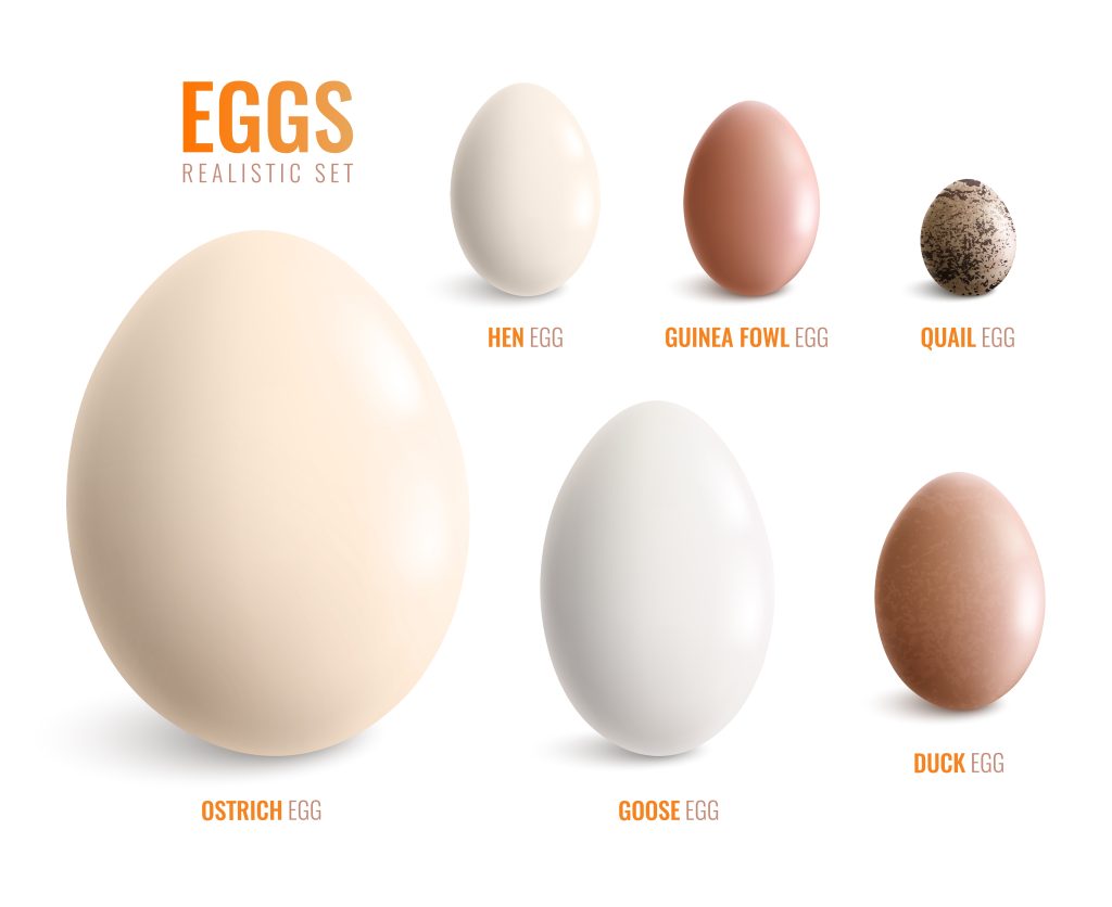 Types of eggs good for dogs