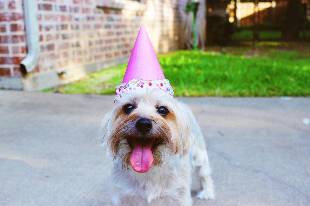 What ingredients can be put in a birthday cake for dogs