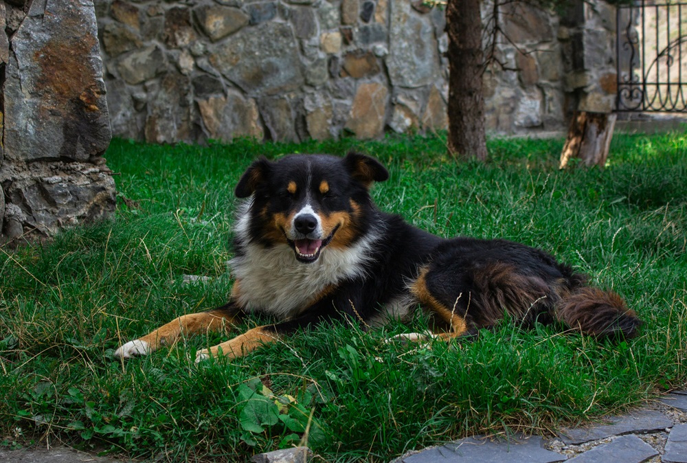 What makes dogs eat grass