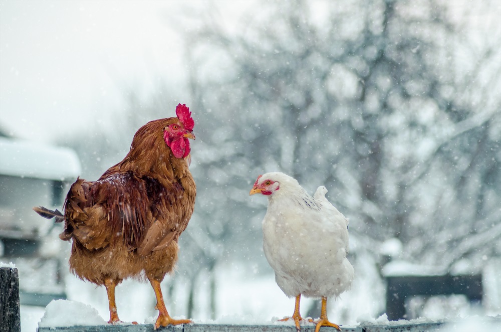 What nutritional value does chicken have for dogs